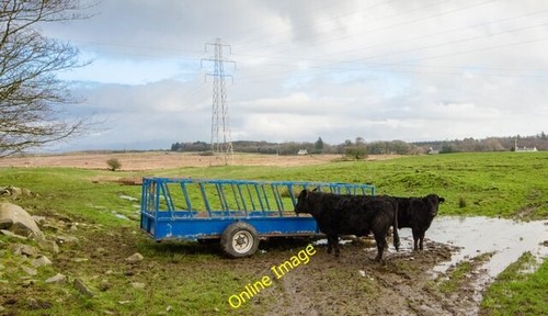 Photo 6x4 cattle - photo, at